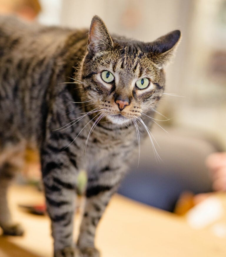 Rocky, Shop Cat